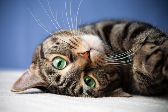 CUTECUT